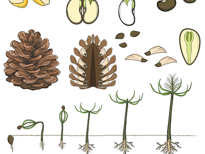 Science Project - Seeds. comparison education illustration pinus plant science soybean tree types zea mays