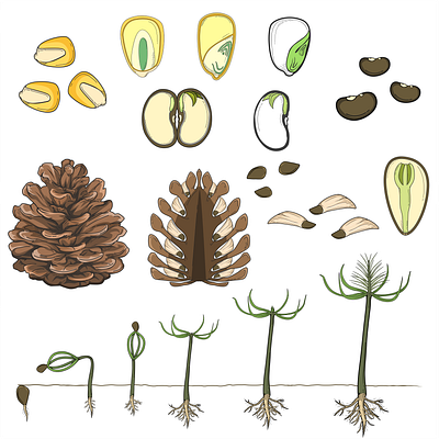 Science Project - Seeds. comparison education illustration pinus plant science soybean tree types zea mays