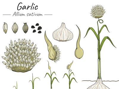 Plant Project - Garlic (Allium sativum). allium sativum art education garlic growing development growing garlic health benefits illustration infographic plant vegetable