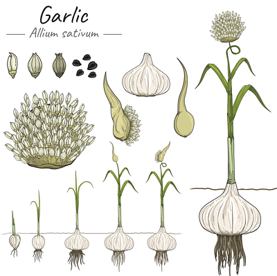 Plant Project - Garlic (Allium sativum). allium sativum art education garlic growing development growing garlic health benefits illustration infographic plant vegetable