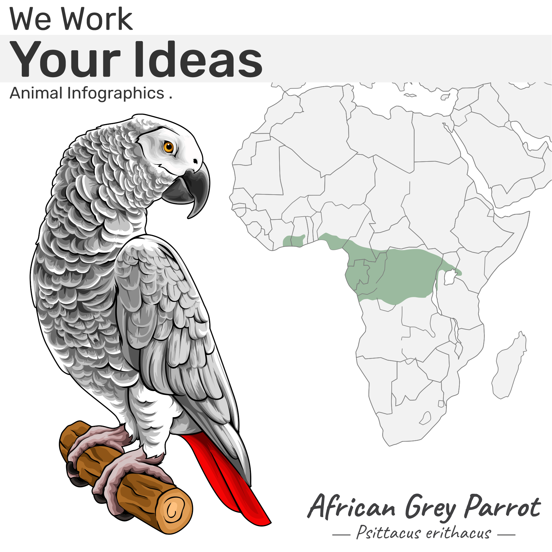 Animal Project - Infographic. african grey parrot animal infographic blue shark diamondback rattlesnake elk giant pangolin grizzly nile crocodile pileated woodpeaker sockeye salmon tawny eagle walleye
