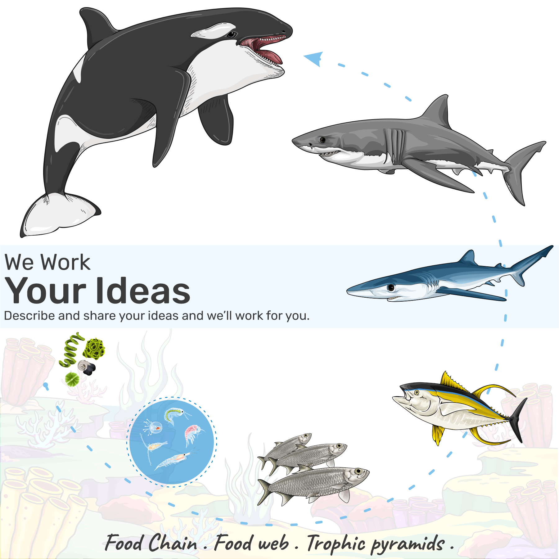 Food Chain . Food Web . Trophic Pyramids . Ecosystem . alaska ecosystem education food chain food web great white shark grizzly hammerhead shark illustration marine orca predators savannah sockeye salmon trophic pyramids yellowfin tuna
