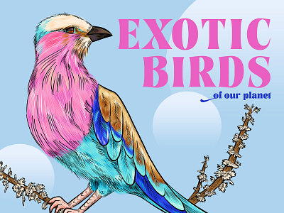 Exotic birds Project bird illustration birds cartoon colorful design exotic exotic birds illustration nature project vector art vector drawing vector illustration wildlife