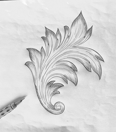 Acanthus leaf flourishes illustration sketch