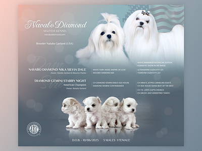 Presentation of a new litter creative dogs graphic design kennel maltese new litter presentation