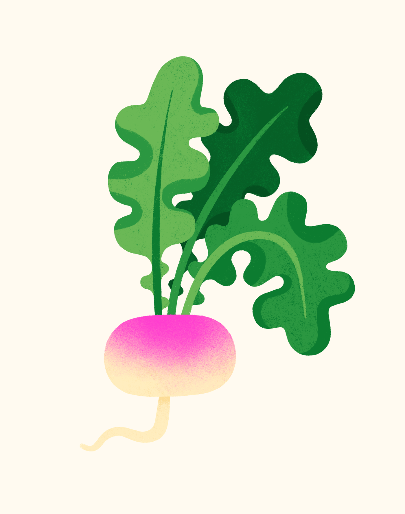 Turnip digital art editorial food food art fresh garden green harvest healthy illustration pink procreate turnip vegetable veggies winter