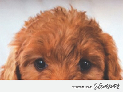 Just For Fun: Welcome Home, Pup hand lettering