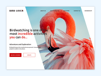 BirdLover Web Design Concept birds design landing page logo ui webdesign
