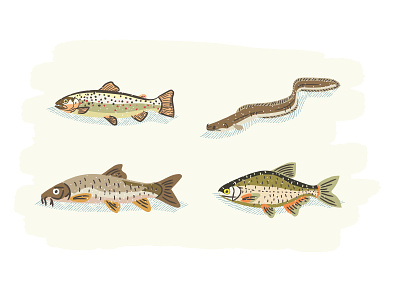 Fish illustrations barbel bream editorial illustration eel fish illustration illustrator spot spot illustrations travel trout wildlife