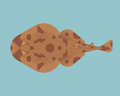 Short-Nose Electric Ray fish graphic design illustration marinelife ocean ray stingray