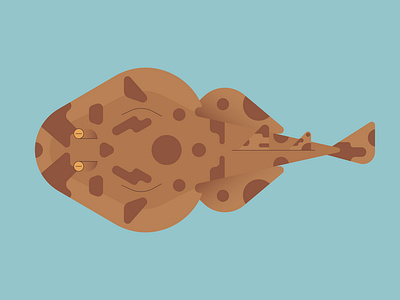 Short-Nose Electric Ray fish graphic design illustration marinelife ocean ray stingray