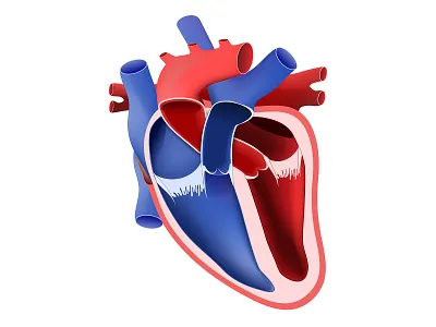 Pericardium structure disease