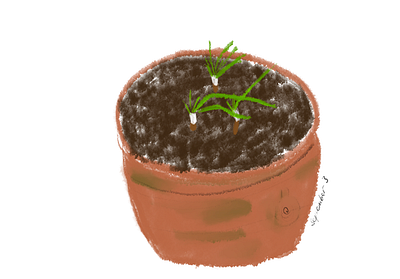 Spring Onion 2 nature plant procreate sketches