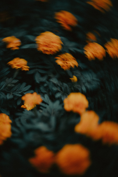 A bunch of orange flowers floating in air by Syaoran 7 @thesyaoran7 flowers orange syaoran 7