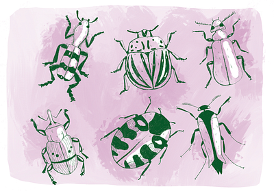 beetles beetles graphic design illustration