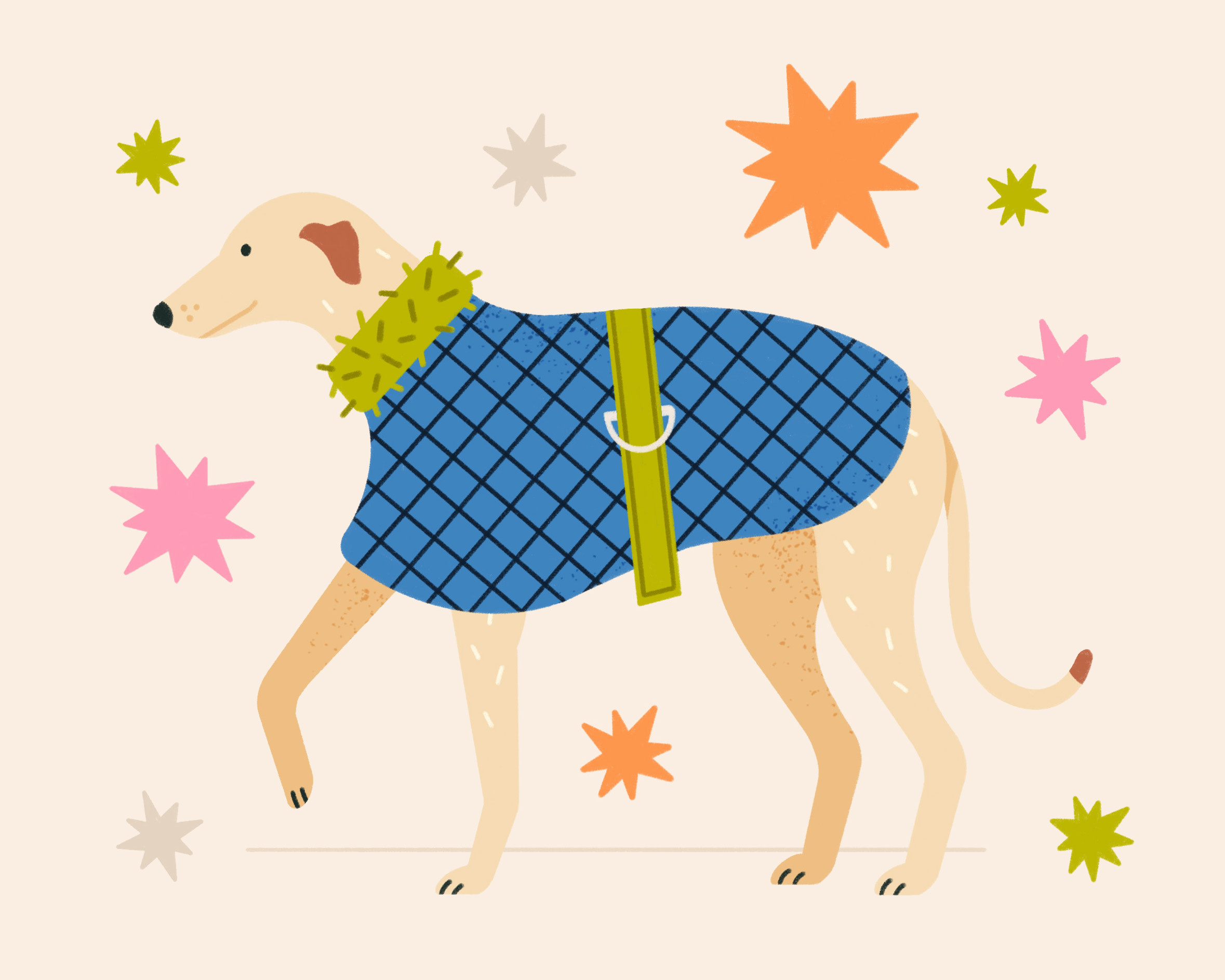 Dog wearing caot. chilly coat cold dog dogs freezing greyhound winter winter coat