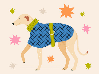 Dog wearing caot. chilly coat cold dog dogs freezing greyhound winter winter coat