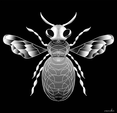INSECT design illustration symmetry