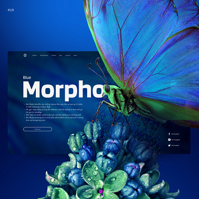 Morpho butterfly nature museum concept 3d concept design graphic design illustration ui ux web web design