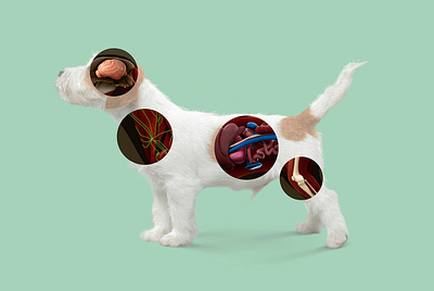 ILLUSTRATION FOOD DOG CAMBO 3d adv advertising branding cinema4d design dog food graphic design illustration photoshop