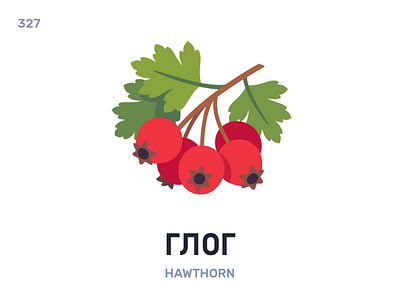 Глог / Hawthorn belarus belarusian language daily flat icon illustration vector