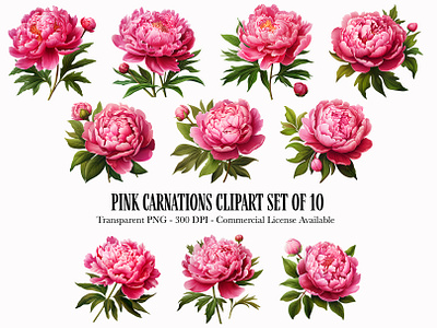 Pink Carnation Clipart carnations clip art clipart clipart for pod clipart for scrapbooking floral clipart flowers illustrations pink carnations pink flowers png realistic flowers