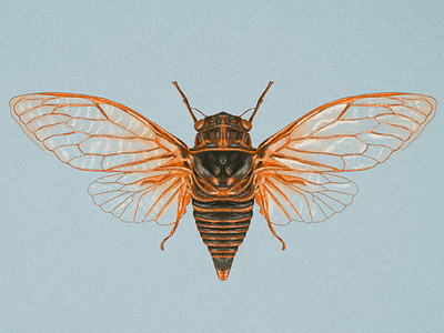 Insects Illustration albania design graphic design illustration ilustration