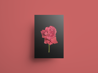 A rose Illustration flower graphic design illustration red rose