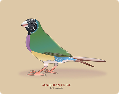 Gouldian finch vector art animation bird finch graphic design nature vector