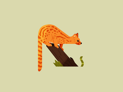 Common genet 🦊 animals design flat genet graphic design illustration mustelid nature photoshop wildlife