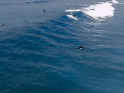 swell motion graphics