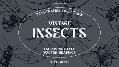 INSECTS vector illustrations collection bee bugs engraving illustration insects spider vector vector illustration vintage vintage illustration