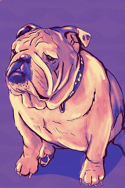 Hey Bulldog digitalpainting petillustration petportrait procreate