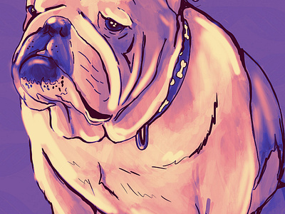 Hey Bulldog digitalpainting petillustration petportrait procreate