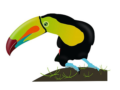 Vector art colors bird art bird illustration logo vector art