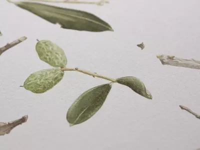 Every little thing artwork botanical brown fruit green handmade illustration leaves olive olive tree painting traditional art watercolor watercolour