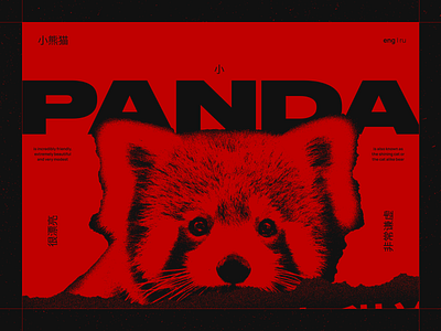 RED PANDA. Personal website design graphic design landing poster design red red p redpanda scroll web