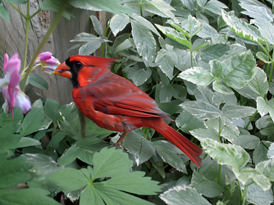 A Cardinal in the garden