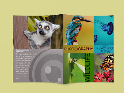 A wildlife photography magazine/journal design animals birds butterflies chamellion colors fox gecko lizard graphic design insects journal layout jumping spider logo print design rare species red panda reptiles wildlife wildlife journal wildlife magazine wildlife photography