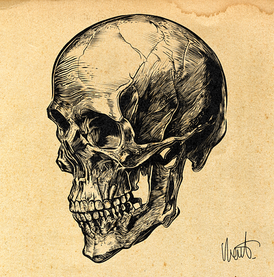 SKULL ART digital art illustration inking nft skull skull art