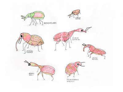 Weevils illustration kids rüsselkäfer weevils