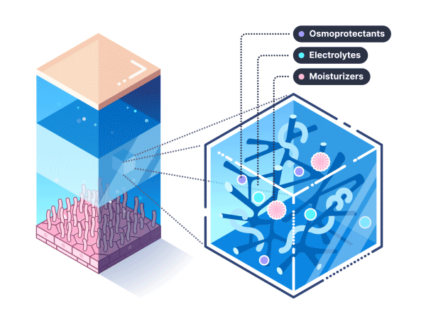 Lens structure. Lottie Json web animation. animated animation data visualization drug explainer eye illustration infografia infographic information design isometric json lab lens lottie medical medicine structure vector web