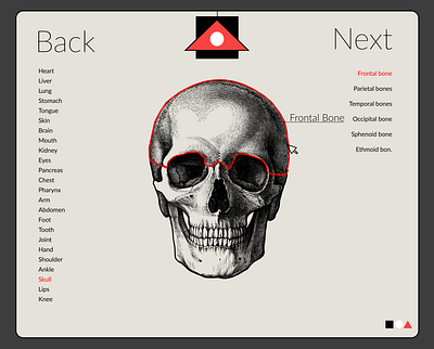 Human Anatomy page 4 ui ux website