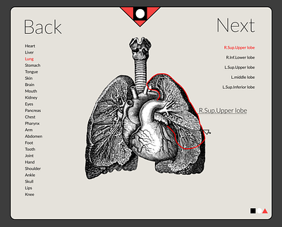 Human Anatomy page 5 graphic design ui ux website