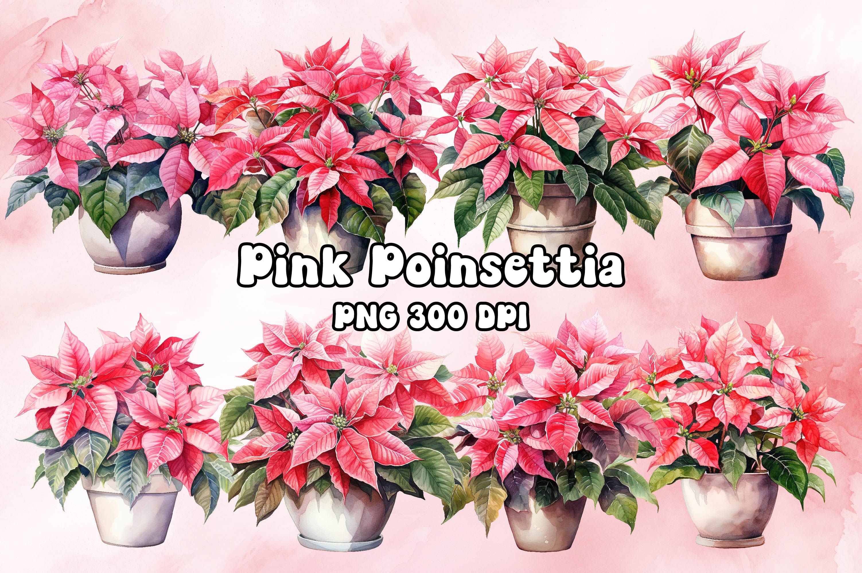 Pink Poinsettia Watercolor By Fomo Creative On Dribbble   Original 05b24d35945fb6fb70a5ea41c705b9b8 