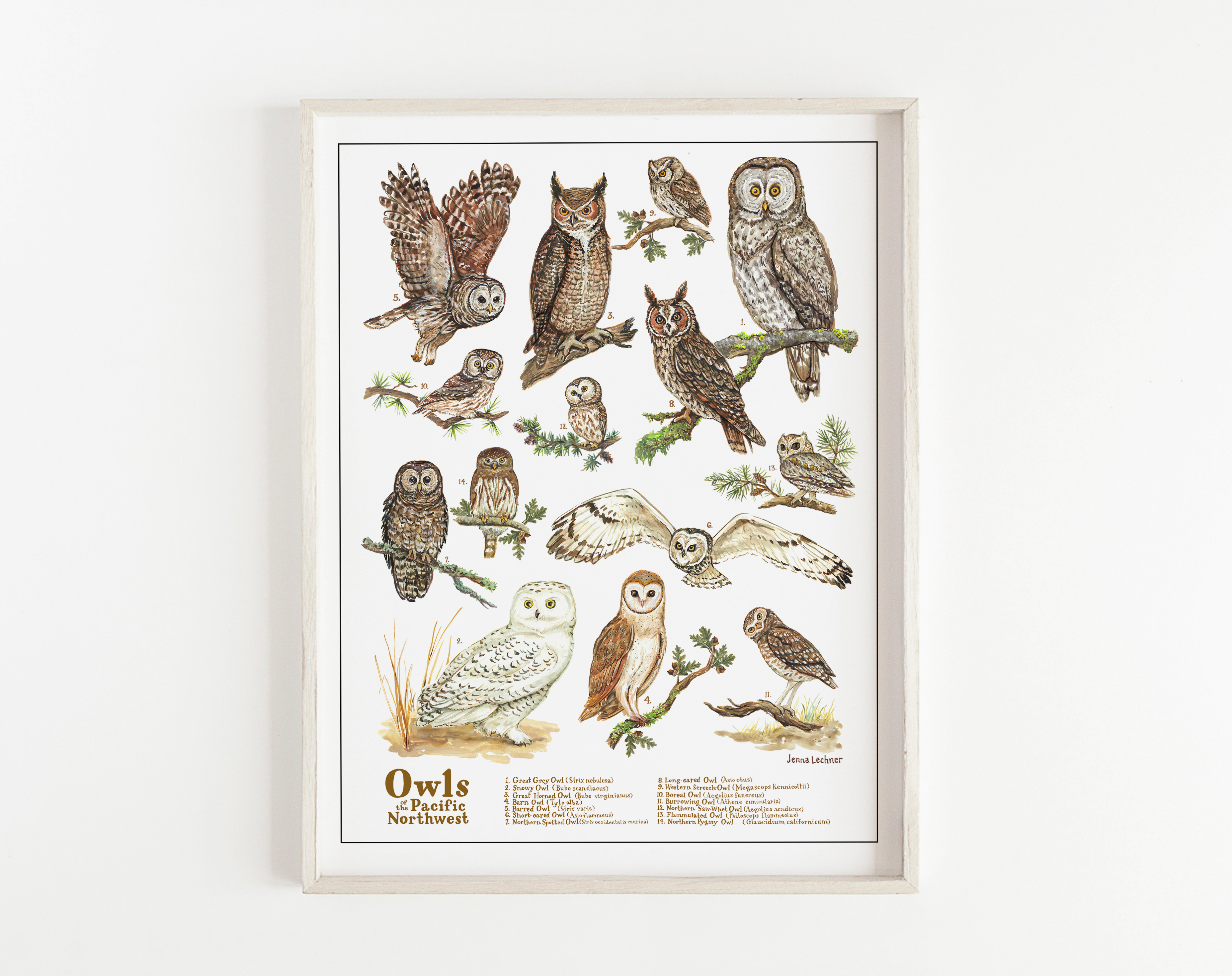 Owls of Oregon animal illustration bird paintings bird print ecology illustration editorial illustration gouache illustration handlettering handpainted idaho illustration old growth forest oregon art ornithology owls owls of oregon owls of the pacific northwest portland illustration snowy owl washington illustration watercolor illustration willamette valley art