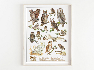 Owls of Oregon animal illustration bird paintings bird print ecology illustration editorial illustration gouache illustration handlettering handpainted idaho illustration old growth forest oregon art ornithology owls owls of oregon owls of the pacific northwest portland illustration snowy owl washington illustration watercolor illustration willamette valley art