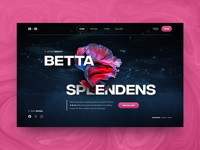 Betta splendens betta splendens design fish home page layout modern pink ui ux web website