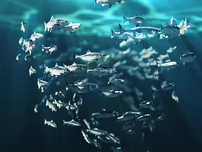 Shoaling Salmon & Behind the Scenes after effects animated animation c4d fish gif salmon