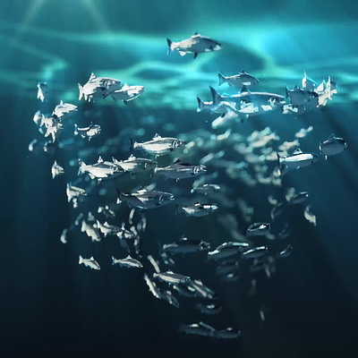 Shoaling Salmon & Behind the Scenes after effects animated animation c4d fish gif salmon